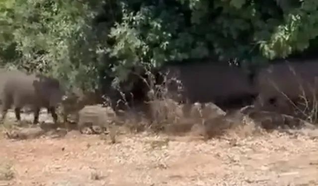 Bursa'nın göbeğinde sıra dışı misafirler