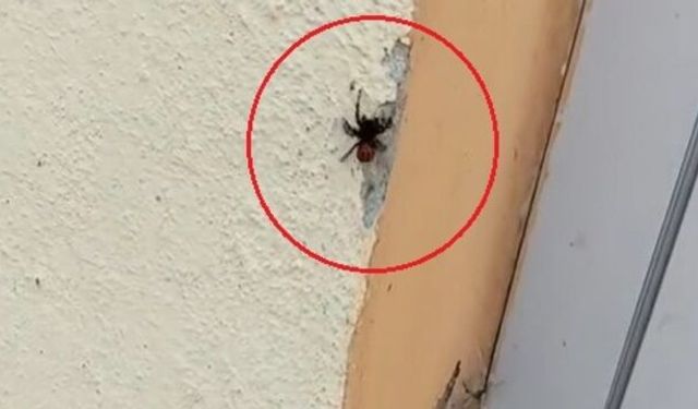 Bursa’da nesli tükenmekte olan örümcek ortaya çıktı!