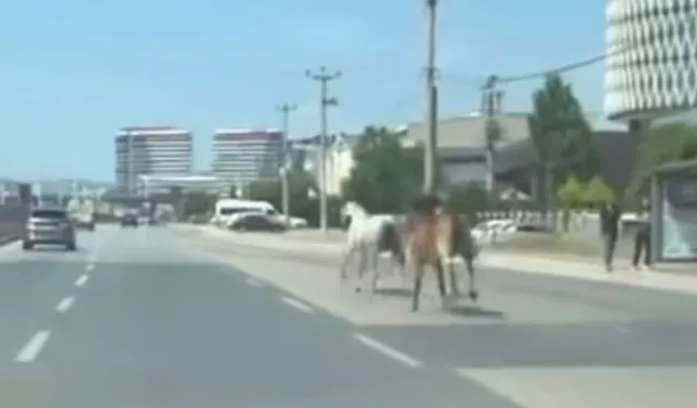 Bursa’da başıboş atlar trafikte kazaya davetiye çıkardı