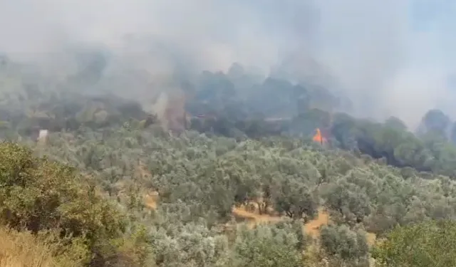 Bursa'nın Gemlik ilçesinde orman yangını