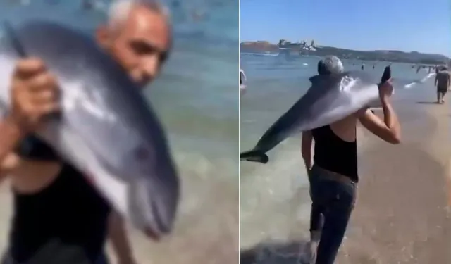 Bursa’da şoke eden görüntü! Kıyıya vuran yunusu sırtlayıp oradan uzaklaştı