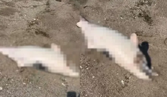 Bursa’da şoke eden manzara: Peş peşe kıyıya vurdular, halk ayakta!
