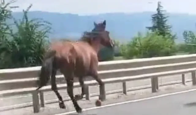 Bursa'da başıboş atlar trafikte dörtnala koştu!