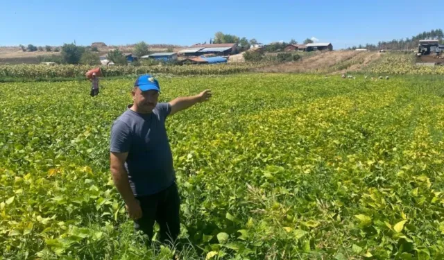 Bursa’da şeker fasulyesi kazandırıyor! Çiftçinin yeni gözdesi oldu