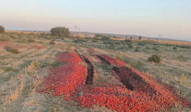 Bursa'da meraya dökülen domateslerle ilgili gerçek ortaya çıktı! Bakanlık açıkladı
