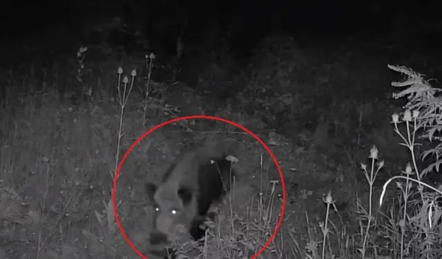 Bursa'da tarlaya fotokapan kurdu, karşılaştığı manzara şaşırttı! Ayı ve yavruları...