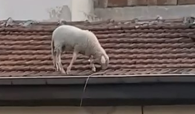 Bursa’da sıra dışı görüntü! Çatının üzerinde otlayan koyun şaşırttı