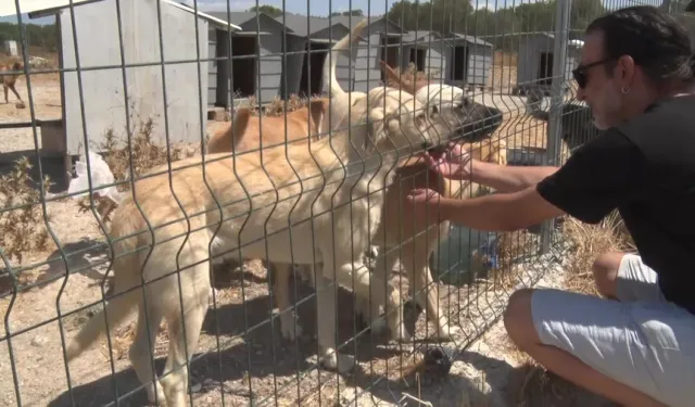 Bursa’da örnek gönüllülük hareketi: 1200 köpek aynı yaşam alanında