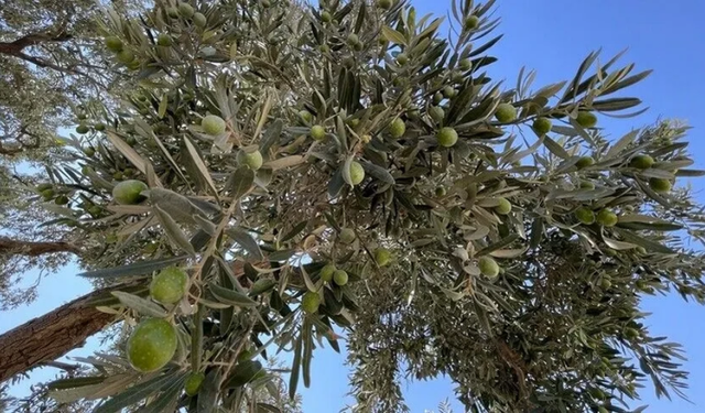 Bursa’da 40 yıllık zeytin markasına mahkemeden 1 yıllık mühlet!