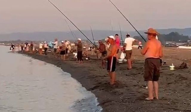 Karacabey sahillerinde istavrit bolluğu