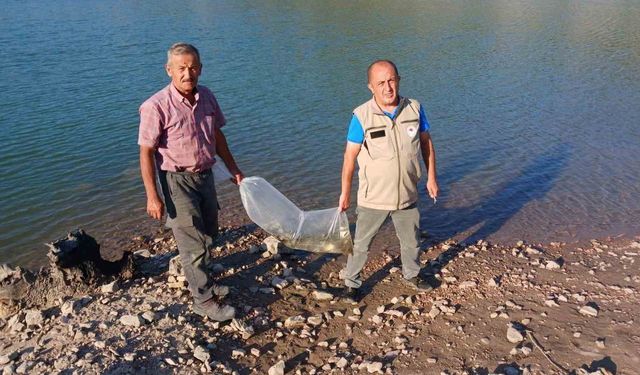 Bursa'da göletlere 1 milyon 21 bin sazan yavrusu bırakılacak