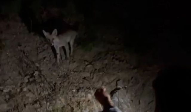 Uludağ yoluna inen tilkiyi etle beslediler! O anlar kamerada