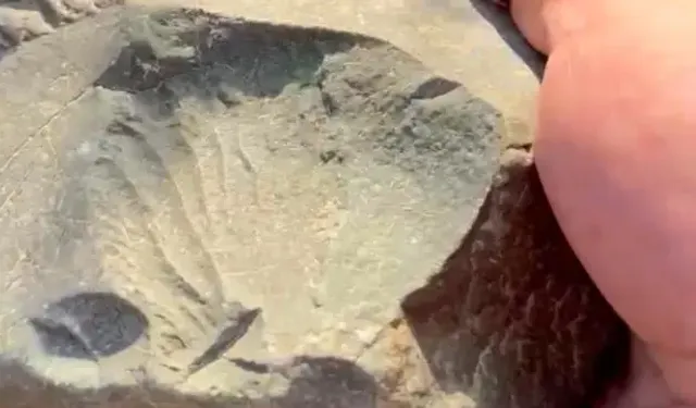 İznik Gölü Kıyısında 70 Milyon Yıllık Pekten Fosili Bulundu