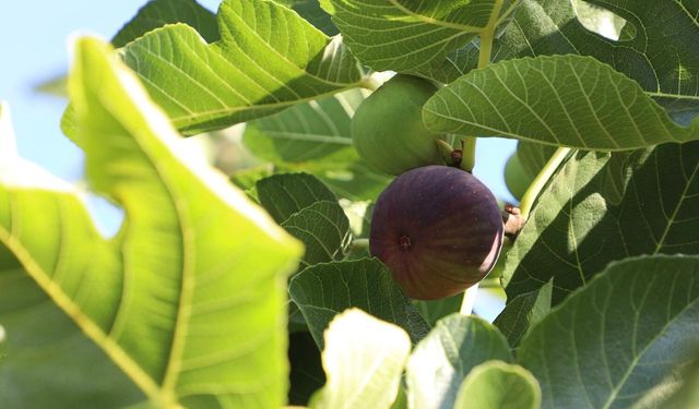 Bursa’da incir hasadı başladı! Üreticilerin en büyük beklentisi belli oldu