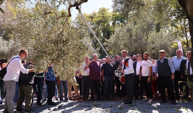 Bursa'da zeytin hasadı başladı! İki ilçede festival coşkusu