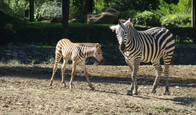 Bursa Hayvanat Bahçesi'nde sürpriz doğum! Zebra yavrusu Jason ilgi odağı oldu