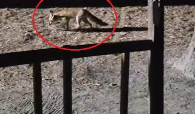 Bursa’da ormanda şaşırtan anlar! Yanına çağırdı, peynirle besledi