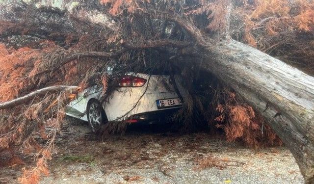 Bursa’da sağanak sonrası ağaç dehşeti! Otomobilin üzerine devrildi