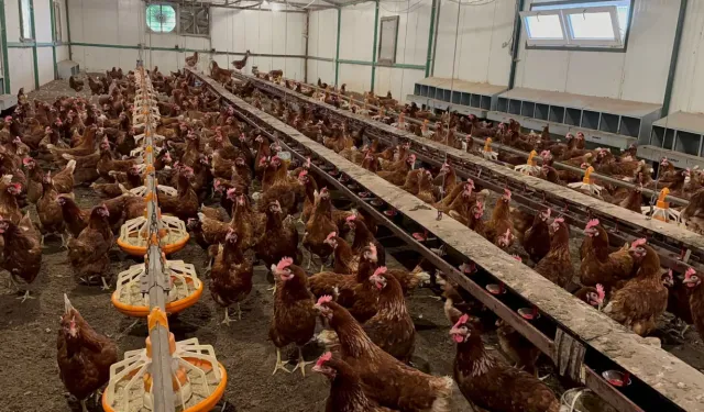 Bursa’da 59,5 milyon TL’lik proje! Günde 200 binden fazla yumurta üretilecek