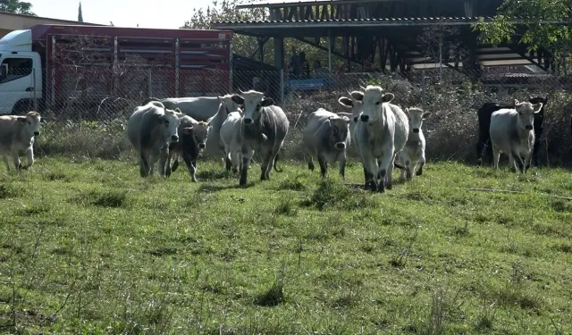 Bursa’dan ithal ete yerli çözüm! Boz ırk sığırlar devrede
