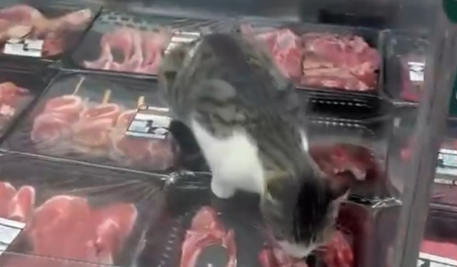 Bursa’da kasap reyonuna kedi girdi! Yaptığı görenleri şaşırttı