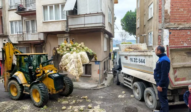 Bursa’da boş arsaya 10 tondan fazla karnabahar döküldü