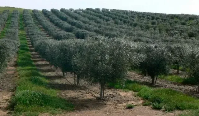 Bursa'da zeytin sineğiyle mücadele başladı! Üreticiler ne yapmalı?