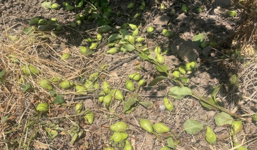Bursa'da Tonlarca armut ve şeftaliyi koparıp yere atıyorlar