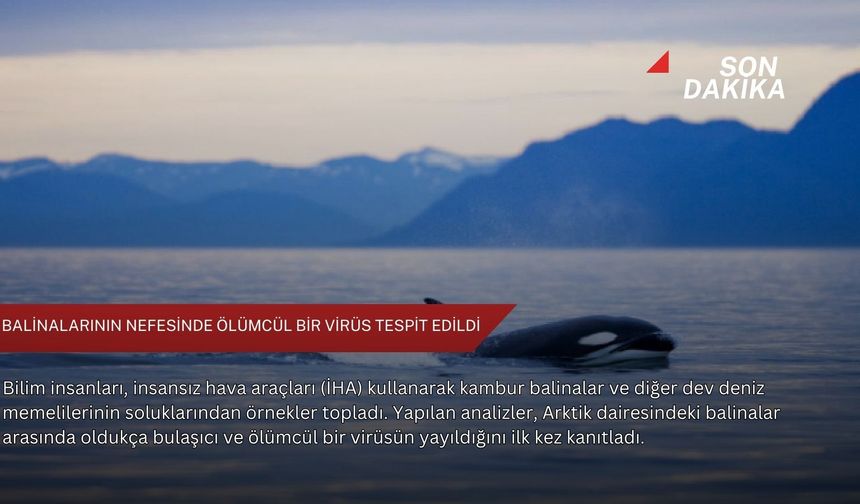 Balinalarının nefesinde ölümcül bir virüs tespit edildi