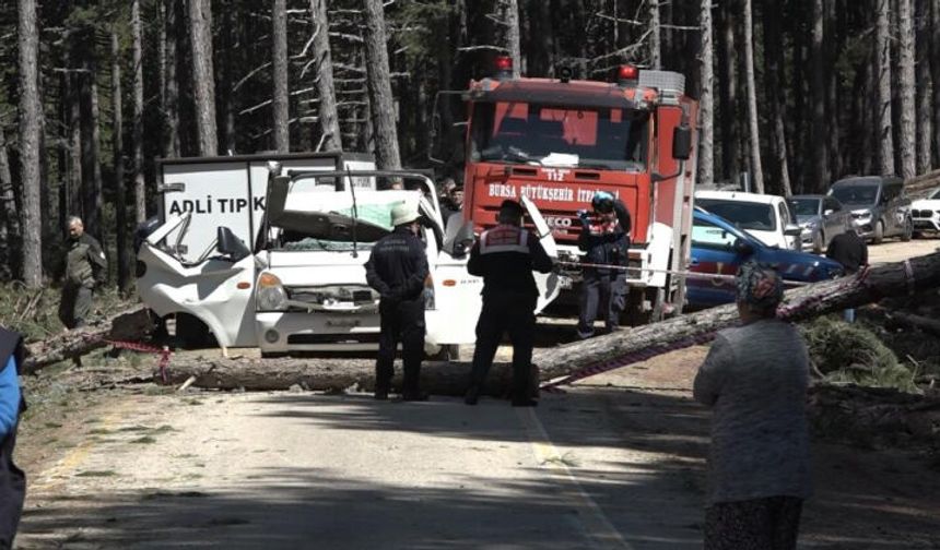 Bursa’da devrilen ağaç can aldı!