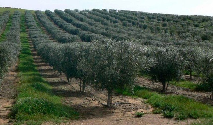 Bursa’nın dev satışında gözler o ilçede: 166 Milyonluk zeytinlik ve konut listesi yayınlandı!