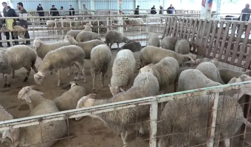 Bursa’da kurbanlık alırken şaşırtan karşılaşma: Kadınlar sektöre damgasını vurdu!