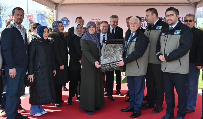 Bursa’da milyonluk çilek fidesi skandalı: Sahte belgeyle hastalıklı fide dağıtıldı
