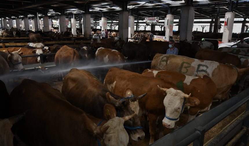 Bursa kurban pazarında maliyet krizi