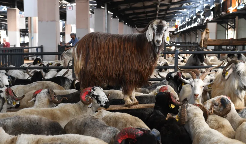 Bursa'da Kurban Bayramı dönemi başladı: İşte tüm satış ve kesim noktaları!
