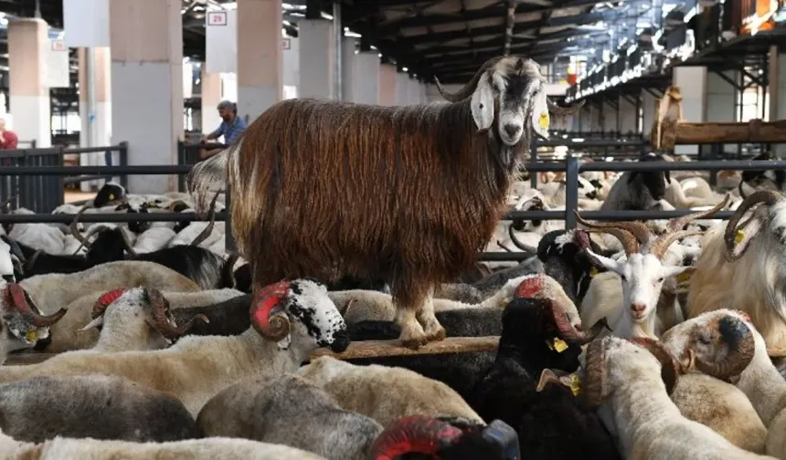 Bursa kurban kesim alanları neresi? İşte belediyelerin belirlediği noktalar