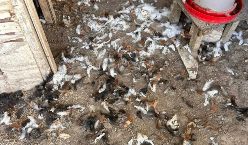 Bursa’da kümese giren sürpriz misafirler dehşet saçtı!