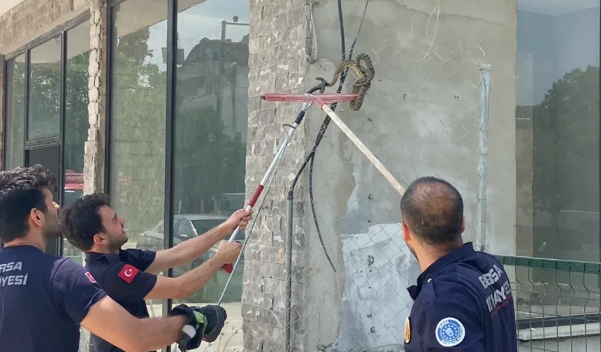 Bursa'da iş yerinde yılan paniği! İtfaiye ekipleri bile şaşkına döndü