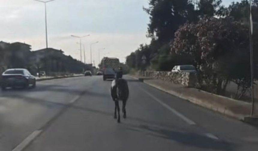 Bursa’da yola çıkan at trafiği birbirine kattı!