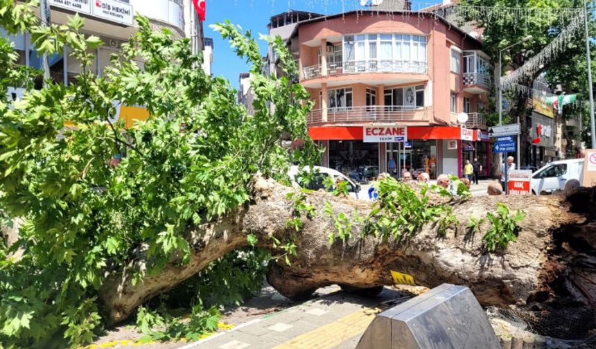 Bursa’da asırlık çınar ağacı yola devrildi