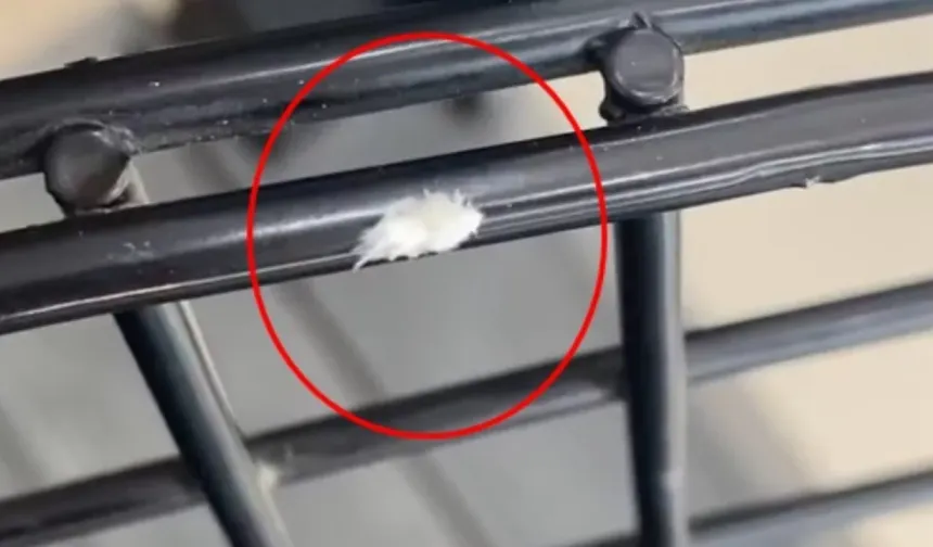 Bursa’da sıra dışı böcek kameralara yansıdı! Dikenli görünümü ilgi çekti