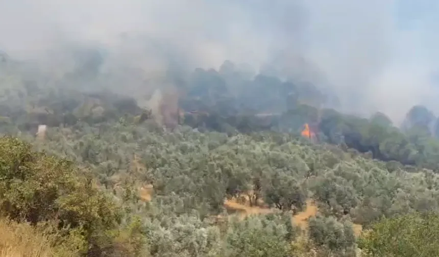 Bursa'nın Gemlik ilçesinde orman yangını