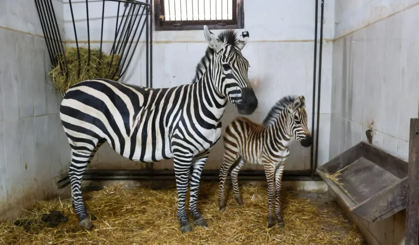 Bursa Hayvanat Bahçesi'nde yavru zebra heyecanı
