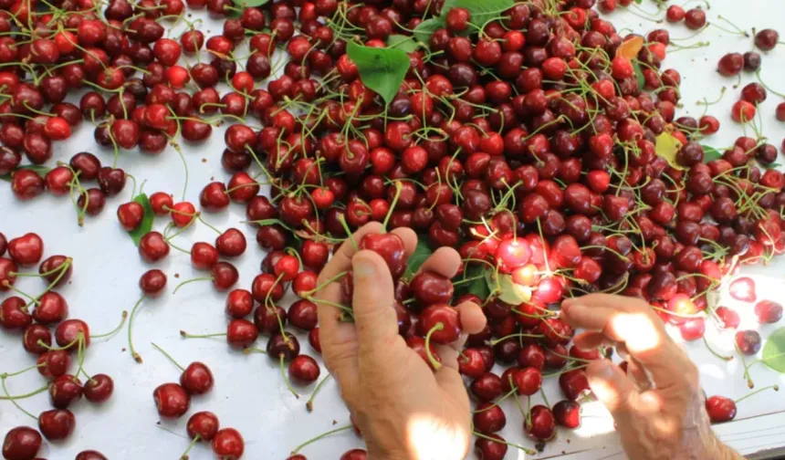 Bursa kirazı dünyaya açılıyor! Gözler Avrupa ve Çin pazarında