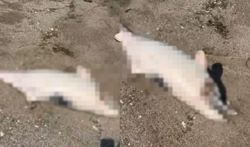 Bursa’da şoke eden manzara: Peş peşe kıyıya vurdular, halk ayakta!