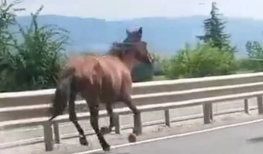 Bursa'da başıboş atlar trafikte dörtnala koştu!