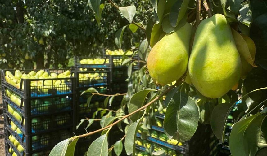 İtalyanlar vazgeçti Bursa rekor kırıyor
