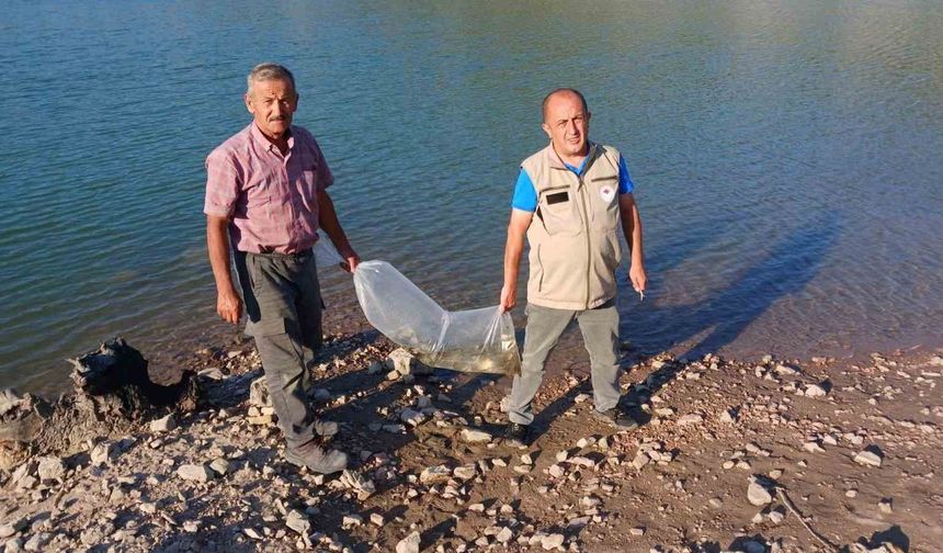 Bursa'da göletlere 1 milyon 21 bin sazan yavrusu bırakılacak