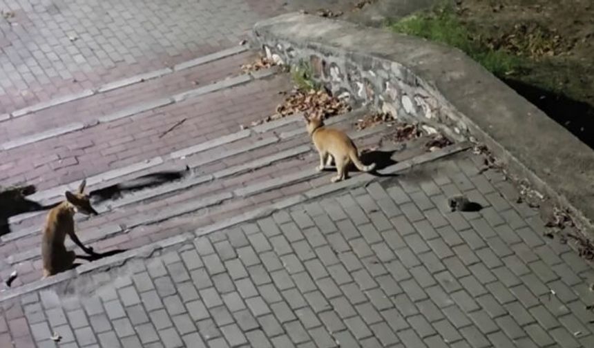Bursa’da parkta sıra dışı karşılaşma! Gece yarısı üçü bir araya geldi