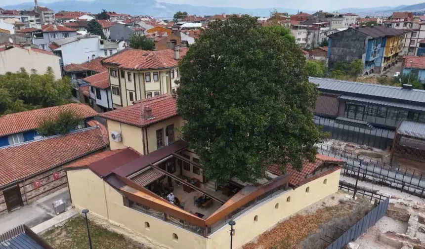 Bursa’da 300 yıllık manolyanın sırrı! Hikâyesi Zeki Müren’e uzanıyor